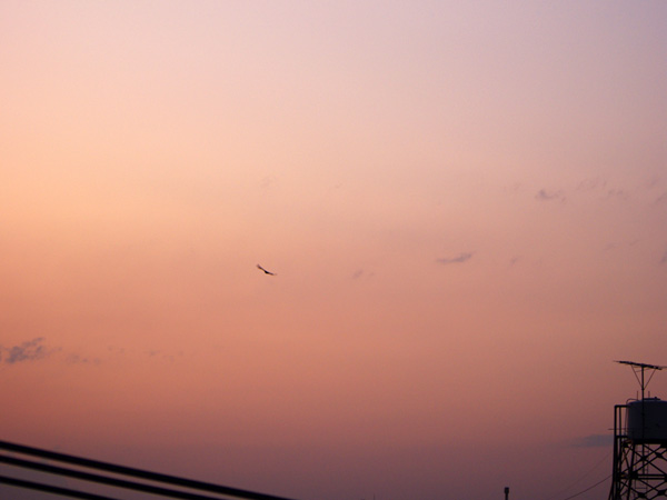 夕方の空と鳥サムネイル